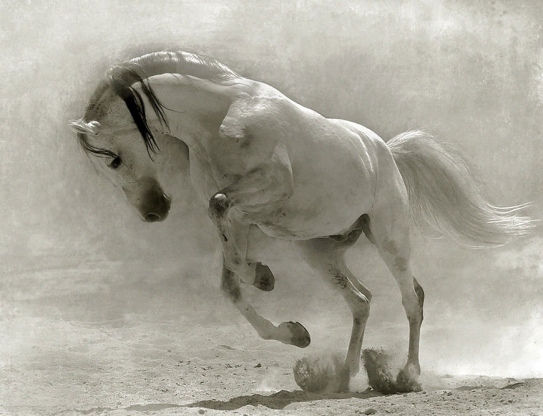 Image result for ղարաբաղյան ձի